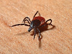 Lyme tick Treatment Natural Bagnell Chirorpactic Bucks county Langhorne Newtown Yardley PA 2016