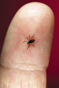 lyme tick treatment bucks county Dr. Bagnell